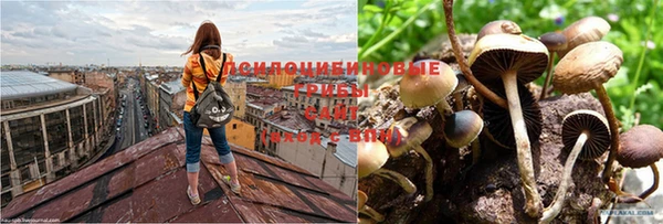 ПСИЛОЦИБИНОВЫЕ ГРИБЫ Елабуга